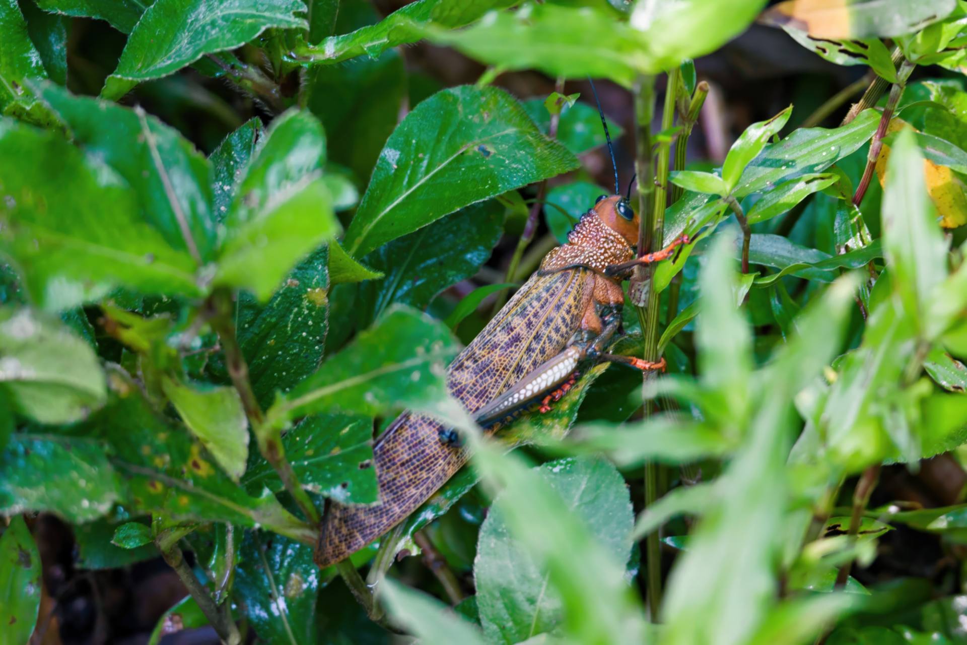 Lubber Grasshopper (Taeniopoda varipennis)